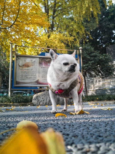 蜀犬吠日,成都天气里的温柔与执拗 蜀犬吠日,成都天气里的温柔与执拗