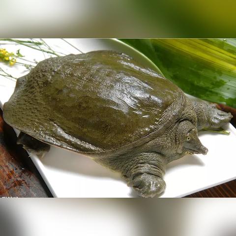 江苏天气,四季流转间的温婉与多变 江苏天气,四季流转间的温婉与多变